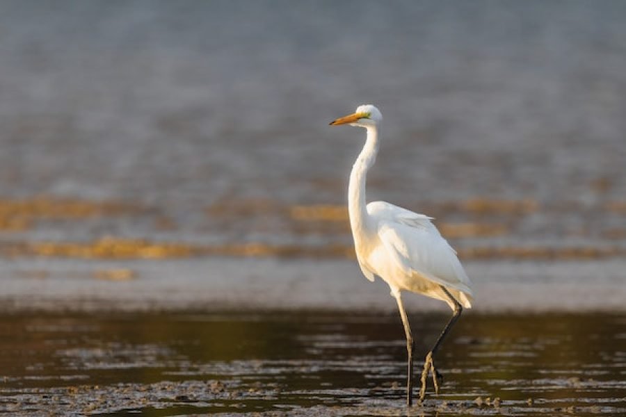 Lake Naivasha Gateways