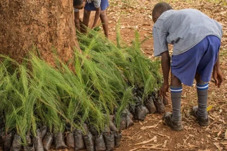 Tree Planting Day – We Planted a Forest​