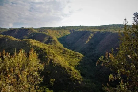 Now Friends of Eburru Forest