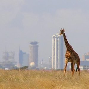 Nairobi national park