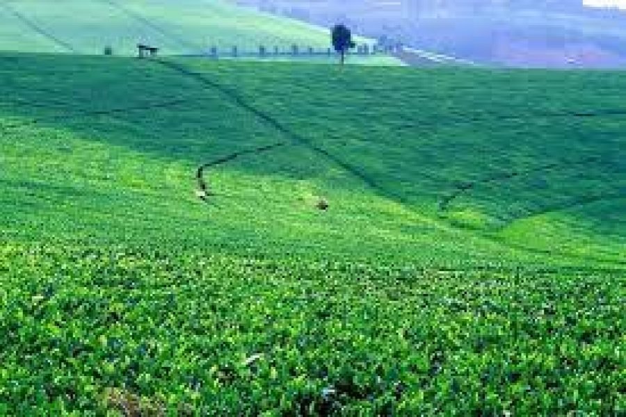Kiambethu Tea Farm Tour