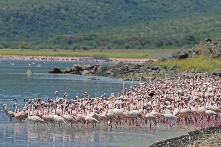 Lake Naivasha