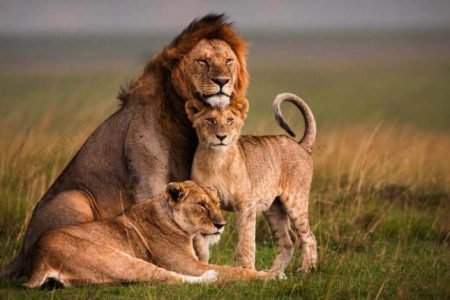 Maasai Mara Flying Package