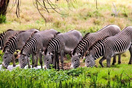 Lewa and Borana FLYING PACKAGE