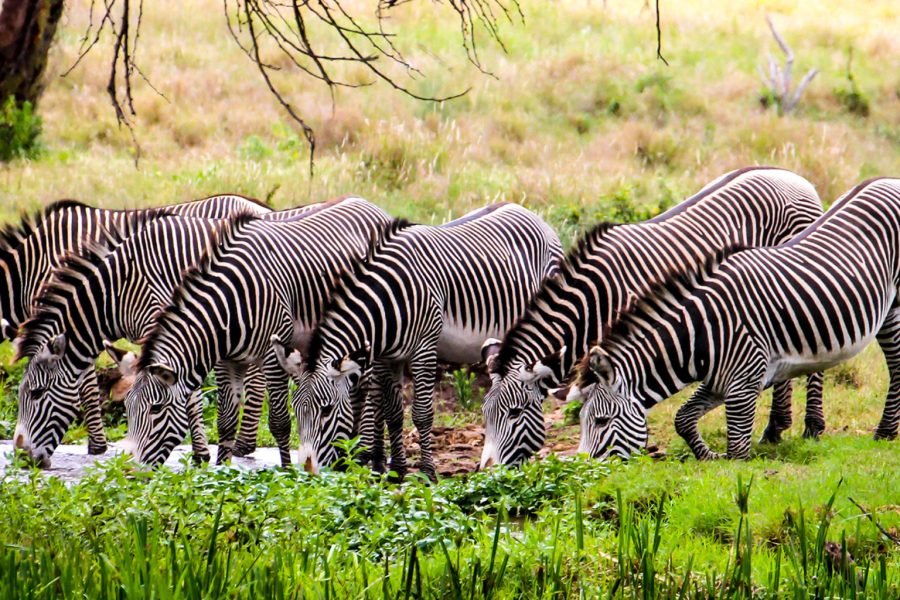 Lewa and Borana FLYING PACKAGE
