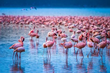 Nakuru Adventure: Wildlife, Lakes & Culture