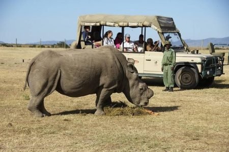 Ol-Pejeta Game Package